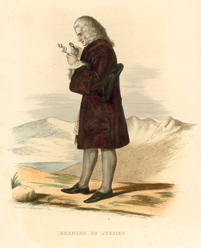 Bernard de Jussieu (gravura a cores) de French School