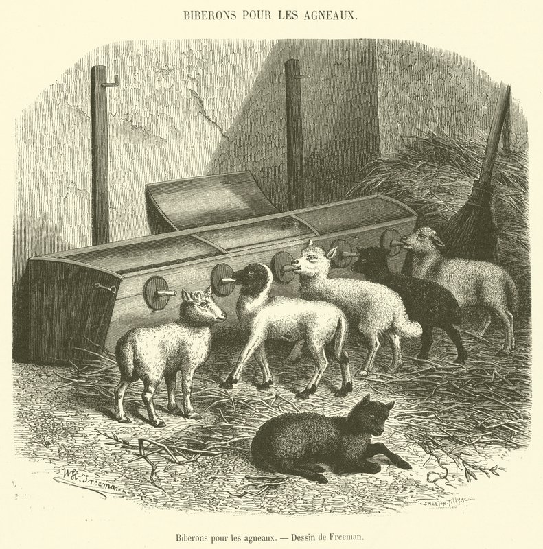 Biberões para cordeiros (para engorda) de French School