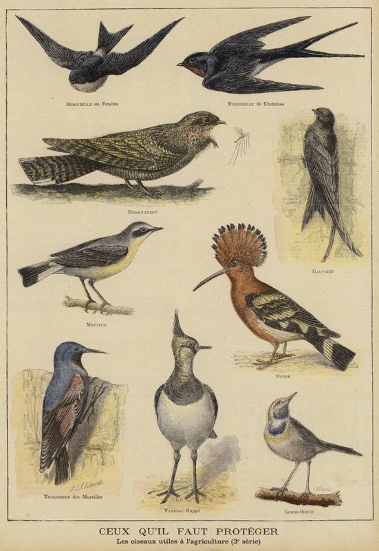 Aves que precisam de proteção devido ao seu benefício para a agricultura de French School