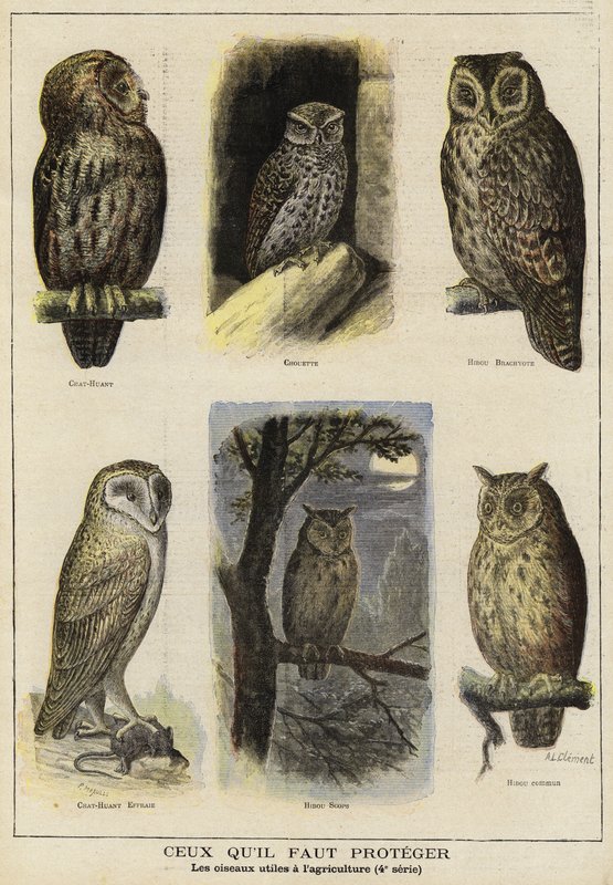 Aves que precisam de proteção devido ao seu benefício para a agricultura de French School
