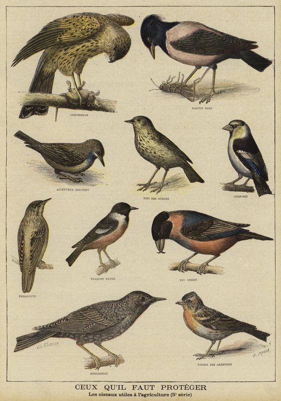 Aves que precisam de proteção devido ao seu benefício para a agricultura de French School