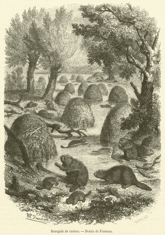 Beaver village (gravura) de French School