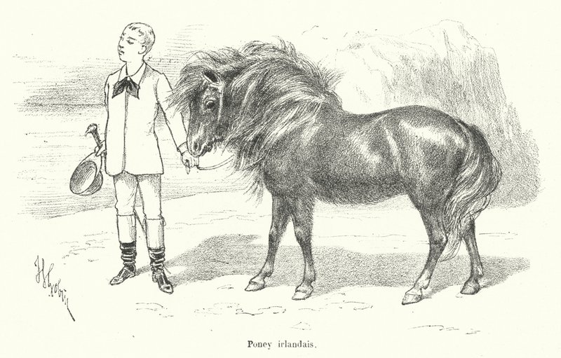 Rapaz com um pónei irlandês (gravura) de French School
