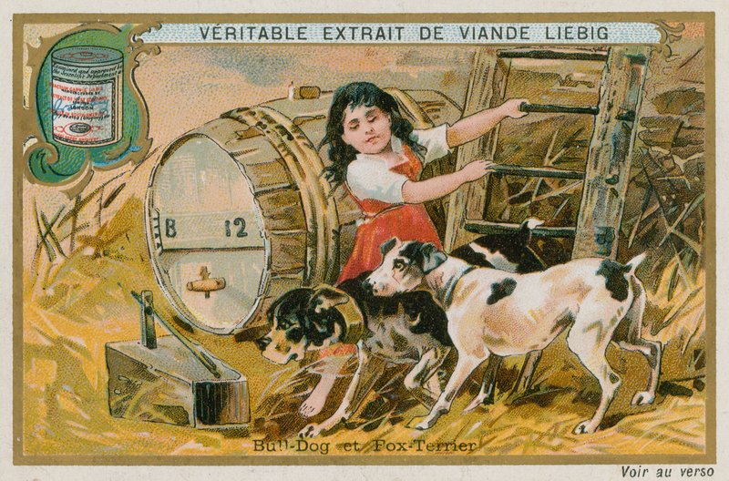 Buldogue e Fox Terrier de French School
