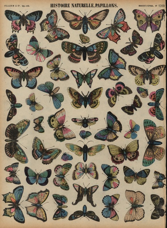 Borboletas (gravura colorida) de French School