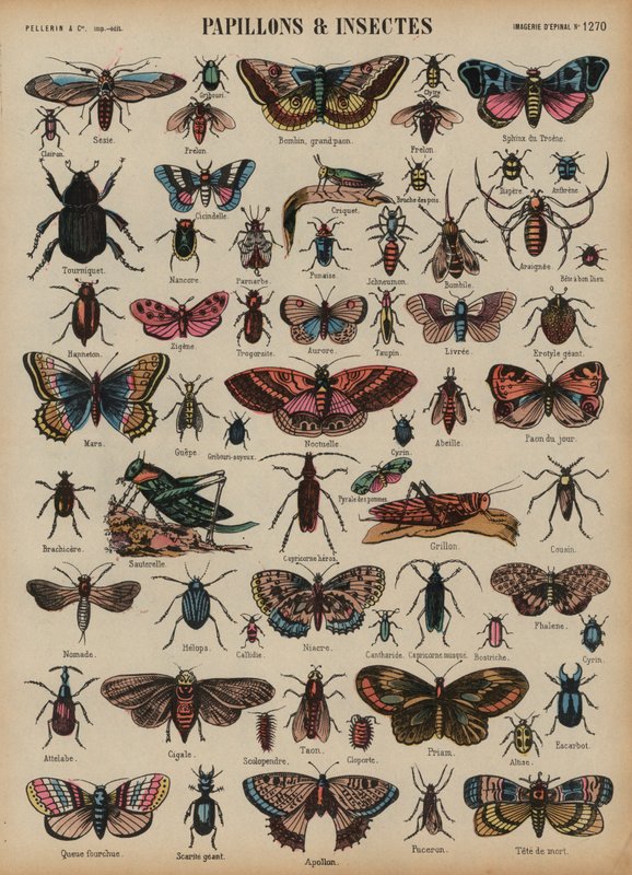 Borboletas e outros insetos (gravura colorida) de French School