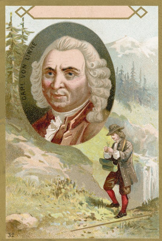 Carl Linnaeus, botânico sueco e zoólogo de French School