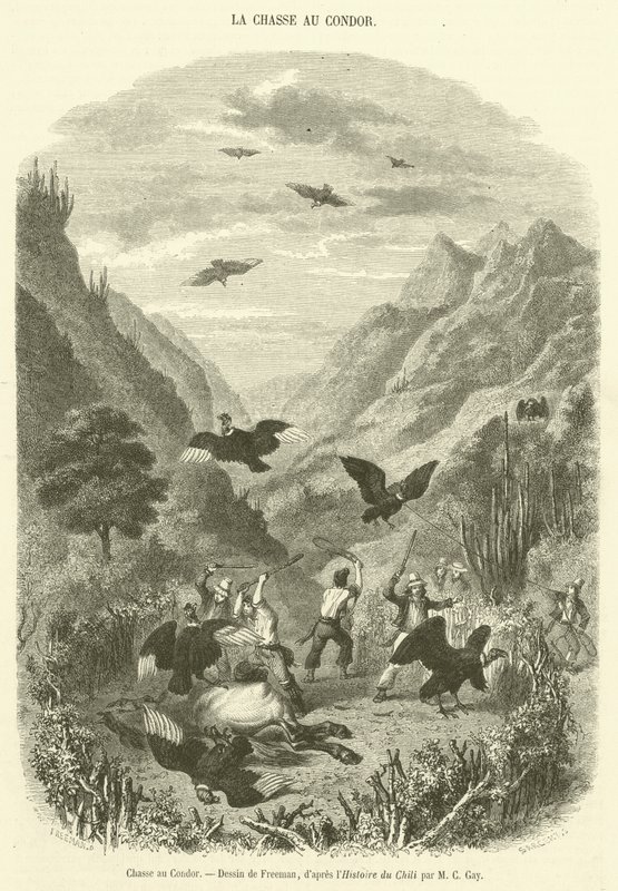 Caça ao Condor (gravura) de French School