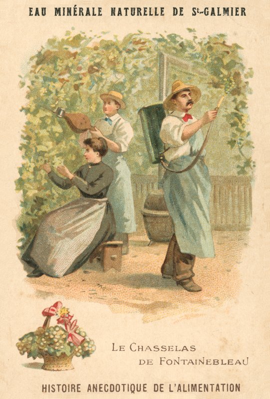 Uvas Chasselas de Fontainebleau (chromolitho) de French School