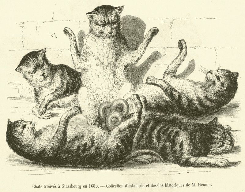 Gatos encontrados em Estrasburgo em 1683 (gravura) de French School