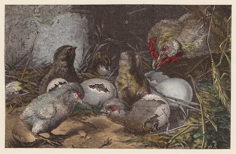Pintinhos eclodindo (gravura colorida) de French School