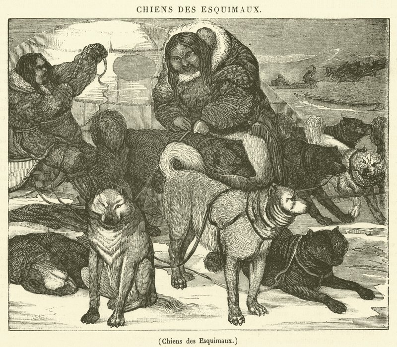 Cães esquimós (gravura) de French School