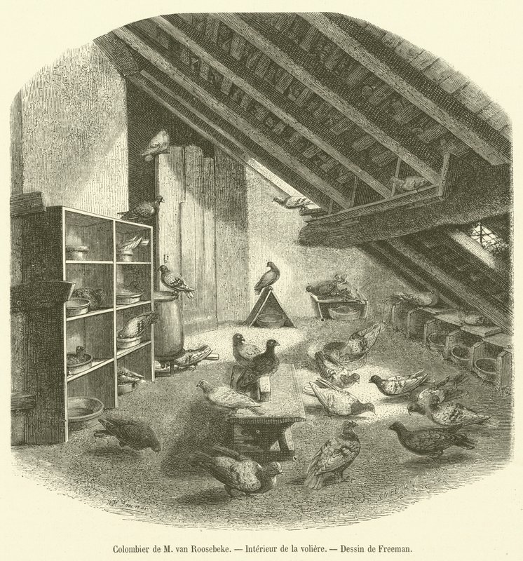 Colombier de M van Roosebeke, Interieur de la voliere (gravura) de French School