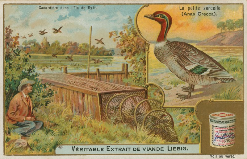 Cerceta comum; pegando patos de French School
