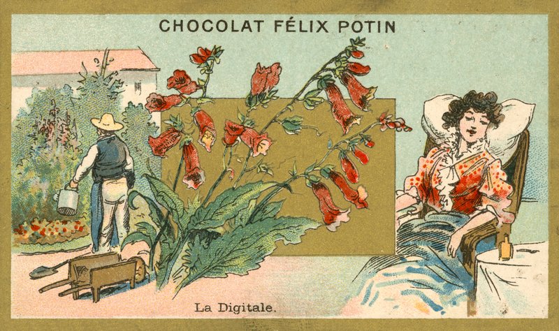 Digitalis (chromolitho) de French School
