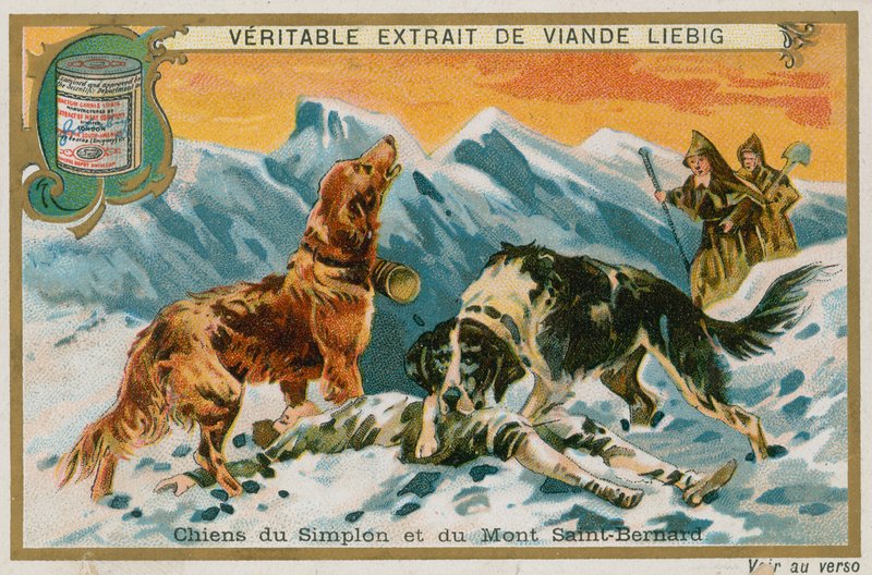 Cães do Simplon e Mont St Bernard de French School