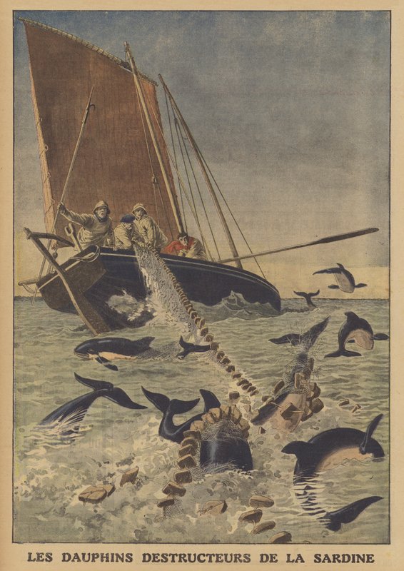 Golfinhos que perturbam a captura de sardinhas (cor litho) de French School