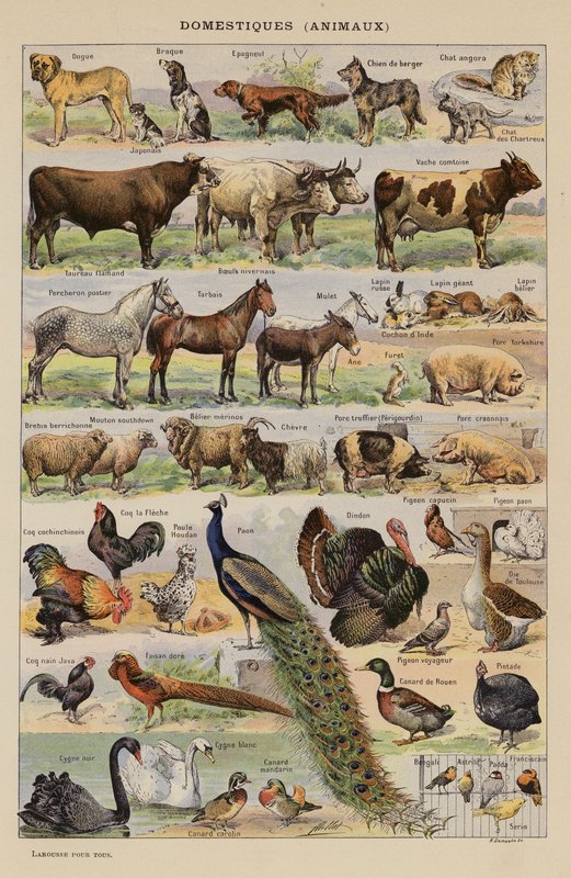Domésticos, Animais (litografia a cores) de French School