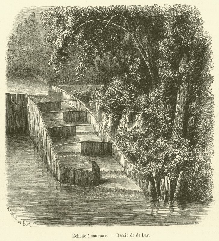 Escada de salmão (gravura) de French School
