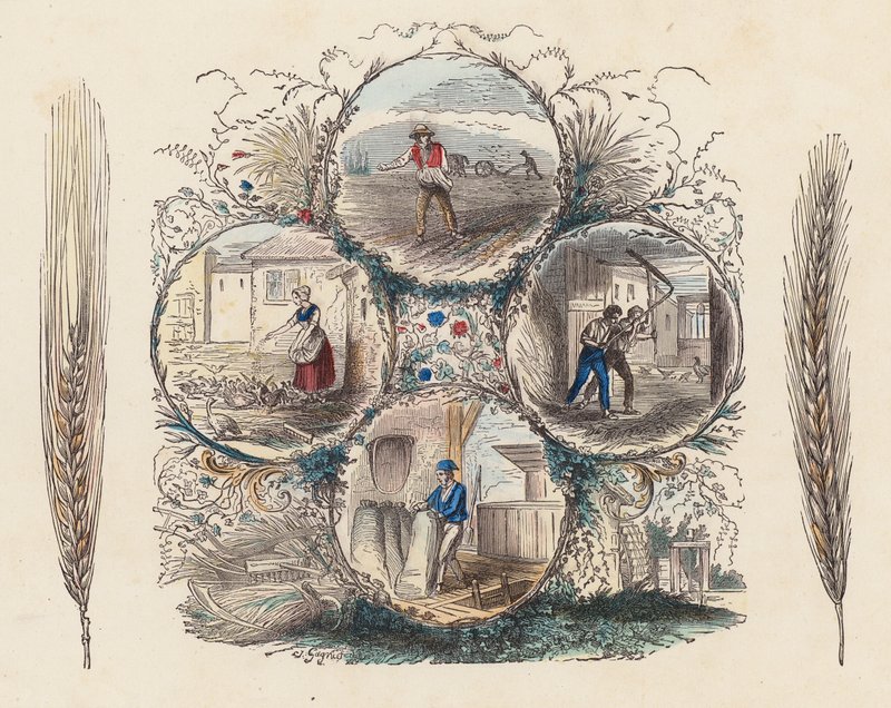 Cultivo de trigo e centeio (gravura colorida) de French School