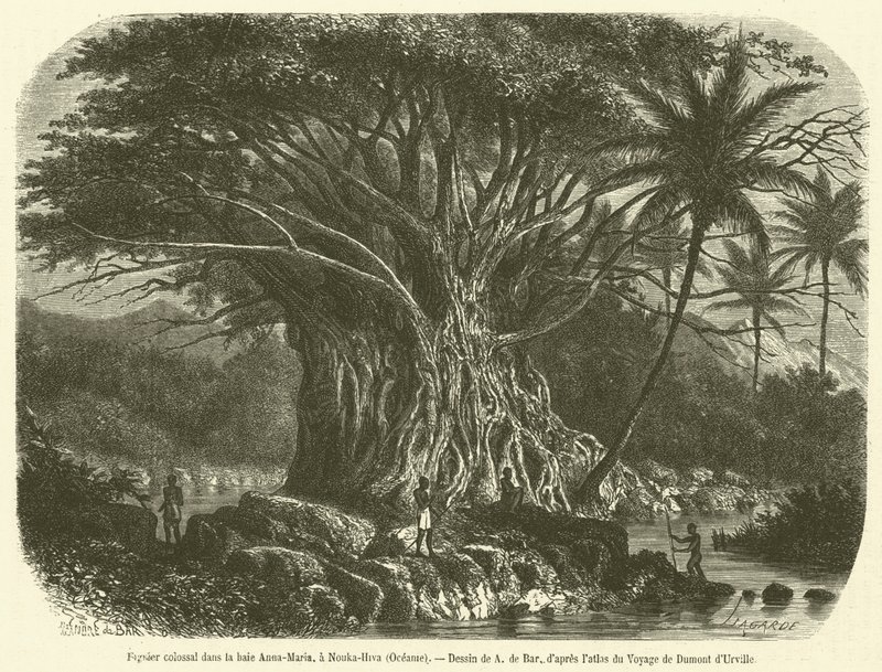 Figueira colossal na baía de Anna-Maria, em Nouka-Hiva, Oceania (gravura) de French School