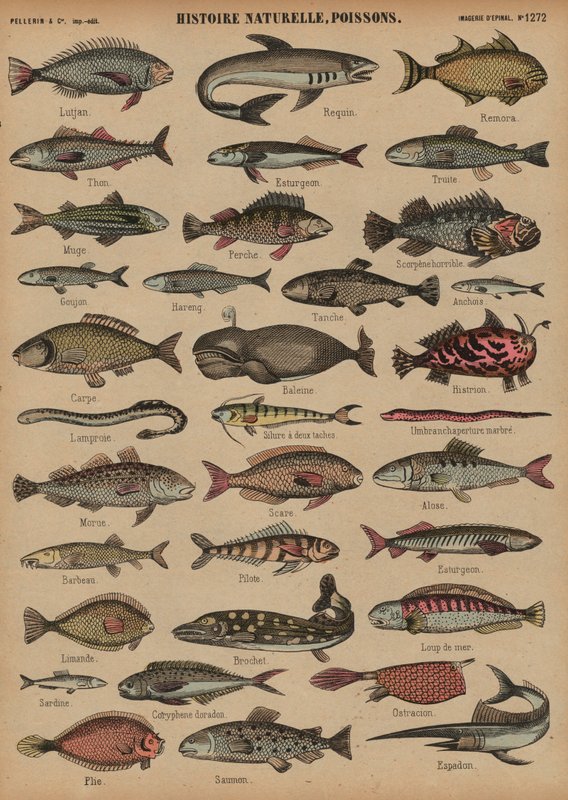 Peixe (gravura colorida) de French School