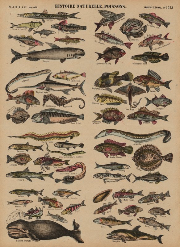 Peixe de French School