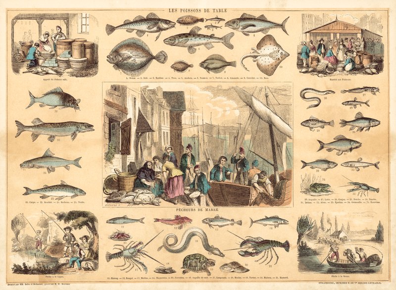Peixes (cor litho) de French School