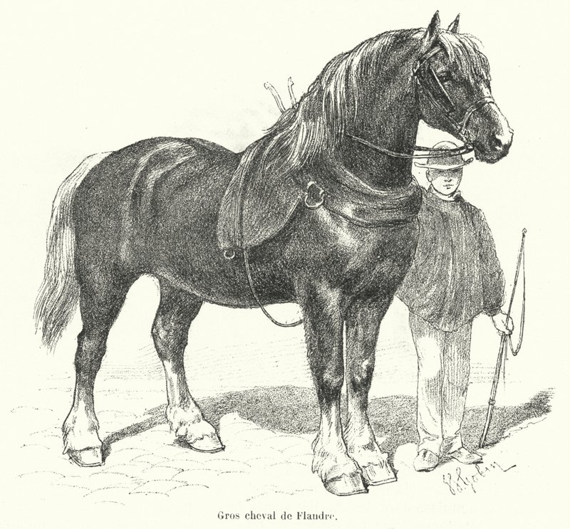 Cavalo pesado flamengo (gravura) de French School