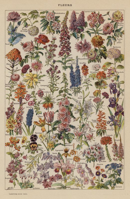 Flores (litografia a cores) de French School