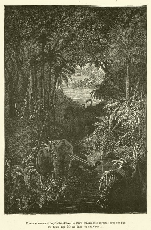 Florestas selvagens e impenetráveis..... o pesado mastodonte esmagou debaixo dos seus degraus as flores já floridas nas clareiras (gravura) de French School