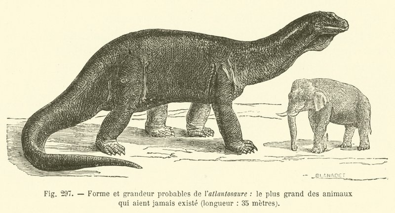 Forma e tamanho prováveis do atlantessauro, o maior animal que já existiu, comprimento, 35 metros (gravura) de French School