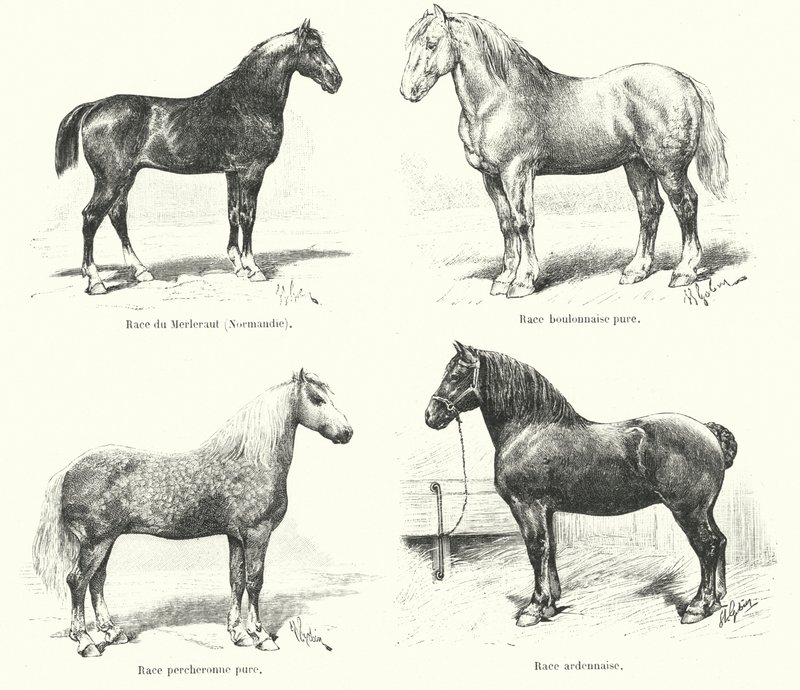 Quatro raças de cavalos franceses: Merlerault, Boulonnaise, Percheronne, Ardennaise (gravura) de French School