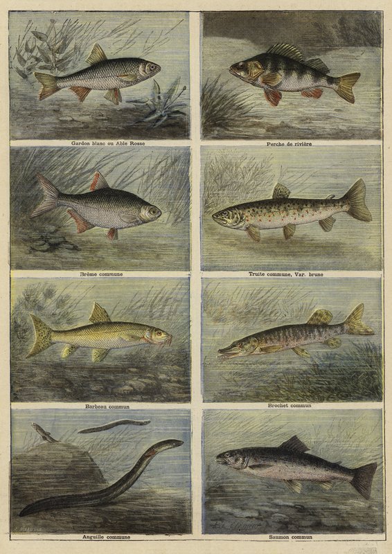 Peixe de água doce francês de French School