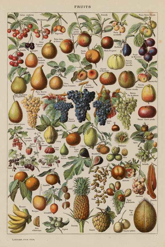 Frutos (litografia a cores) de French School