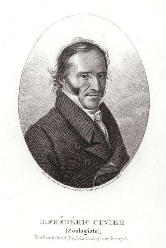 George Cuvier de French School