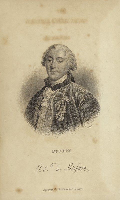Georges-Louis Leclerc, conde de Buffon de French School