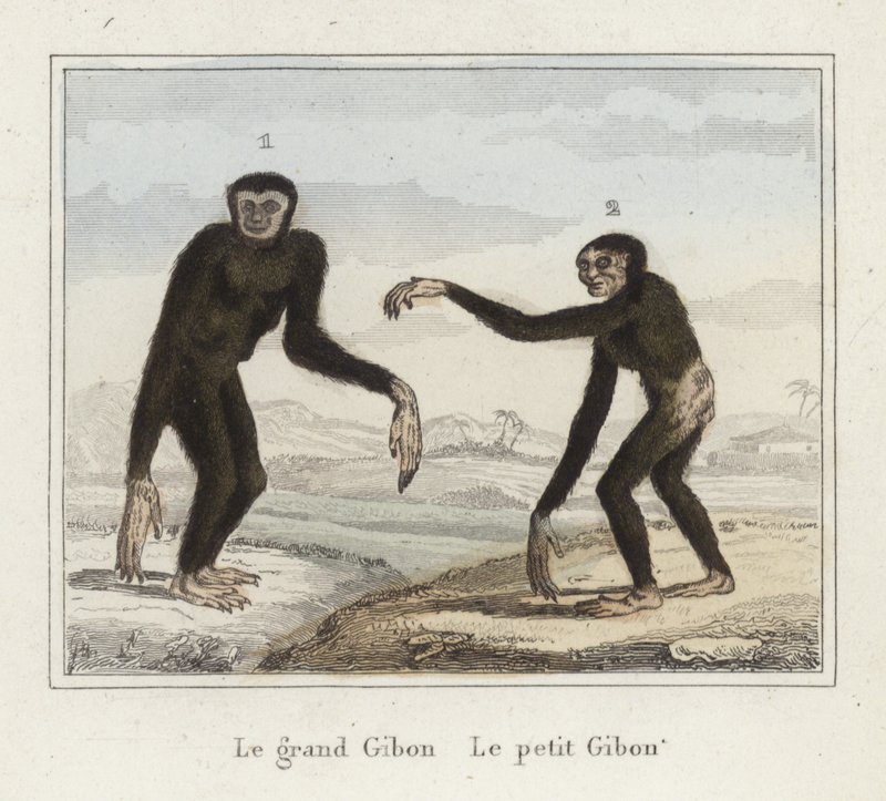 Gibbons de French School