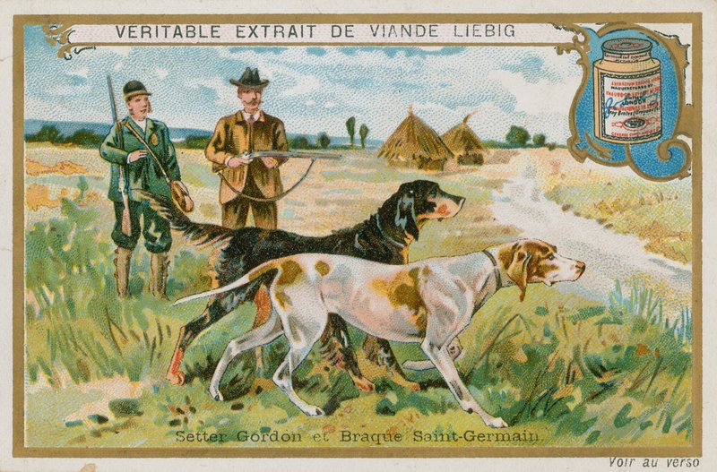 Gordon Setter e Braque St Germain de French School