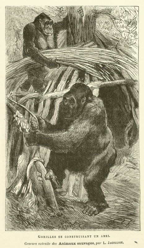 Abrigo do Edifício Gorillas (gravura) de French School