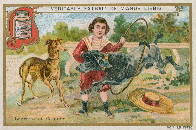 Galgo e Poodle de French School