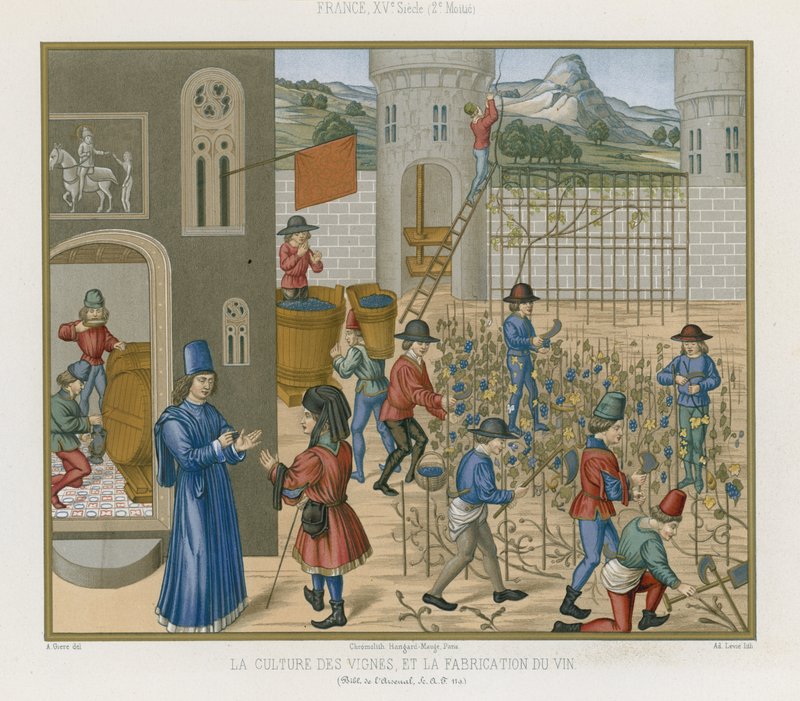 Cultivando vinhas e fazendo vinho de French School