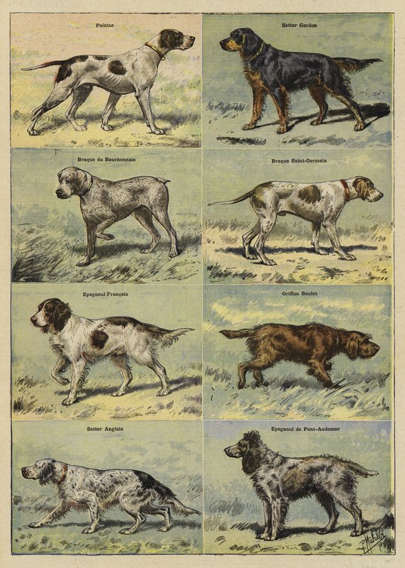 Cães armados de French School