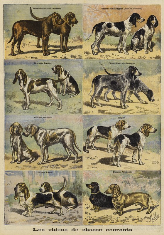 Cães armados de French School