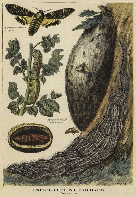 Insetos nocivos: Deaths Head Hawkmoth de French School