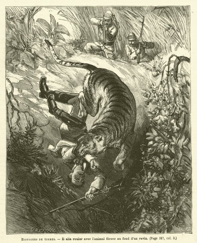 Histoires De Tigres (gravura) de French School