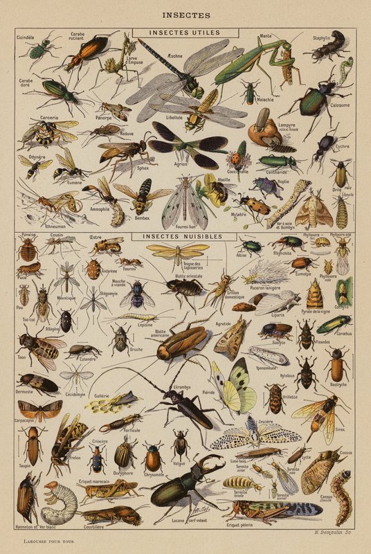 Insectos (litografia a cores) de French School