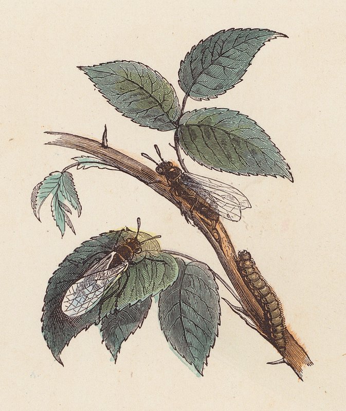 Insectos e lagarta numa planta (gravura colorida) de French School