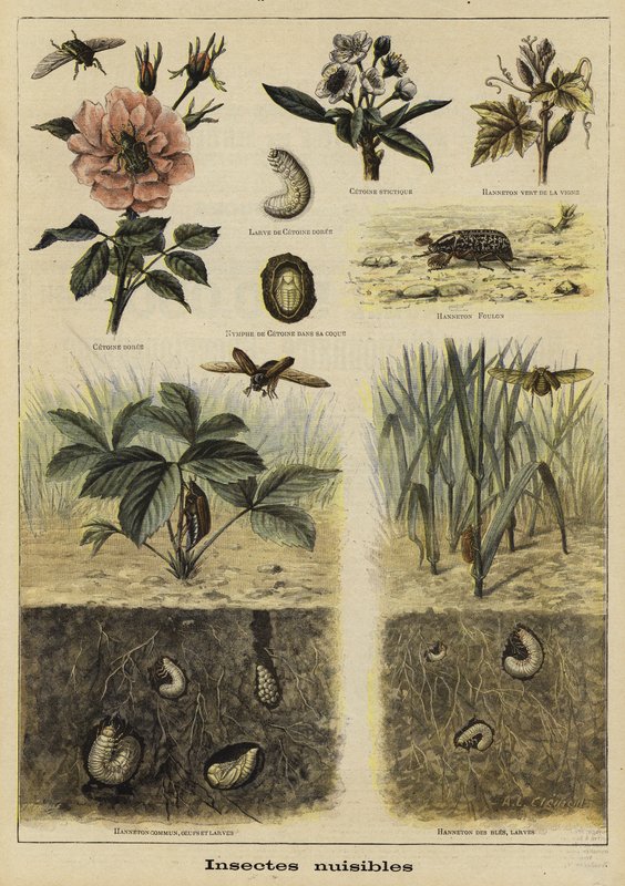 Insetos prejudiciais à agricultura de French School