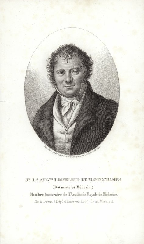 Jean Louis August Loiseleur-Deslongchamps de French School